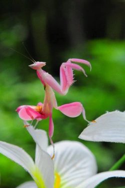 hymenopus coronatus orchid mantis