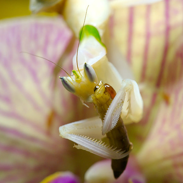 Orchid mantis (hymenopus coronatus)