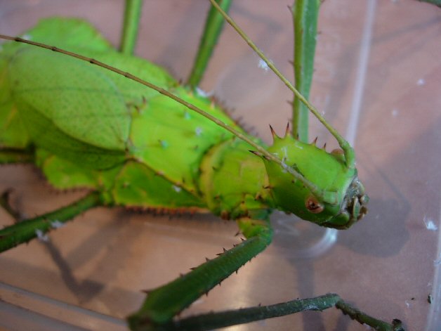 Jungle Nymph Stick Insect - Heteropteryx Dilatata