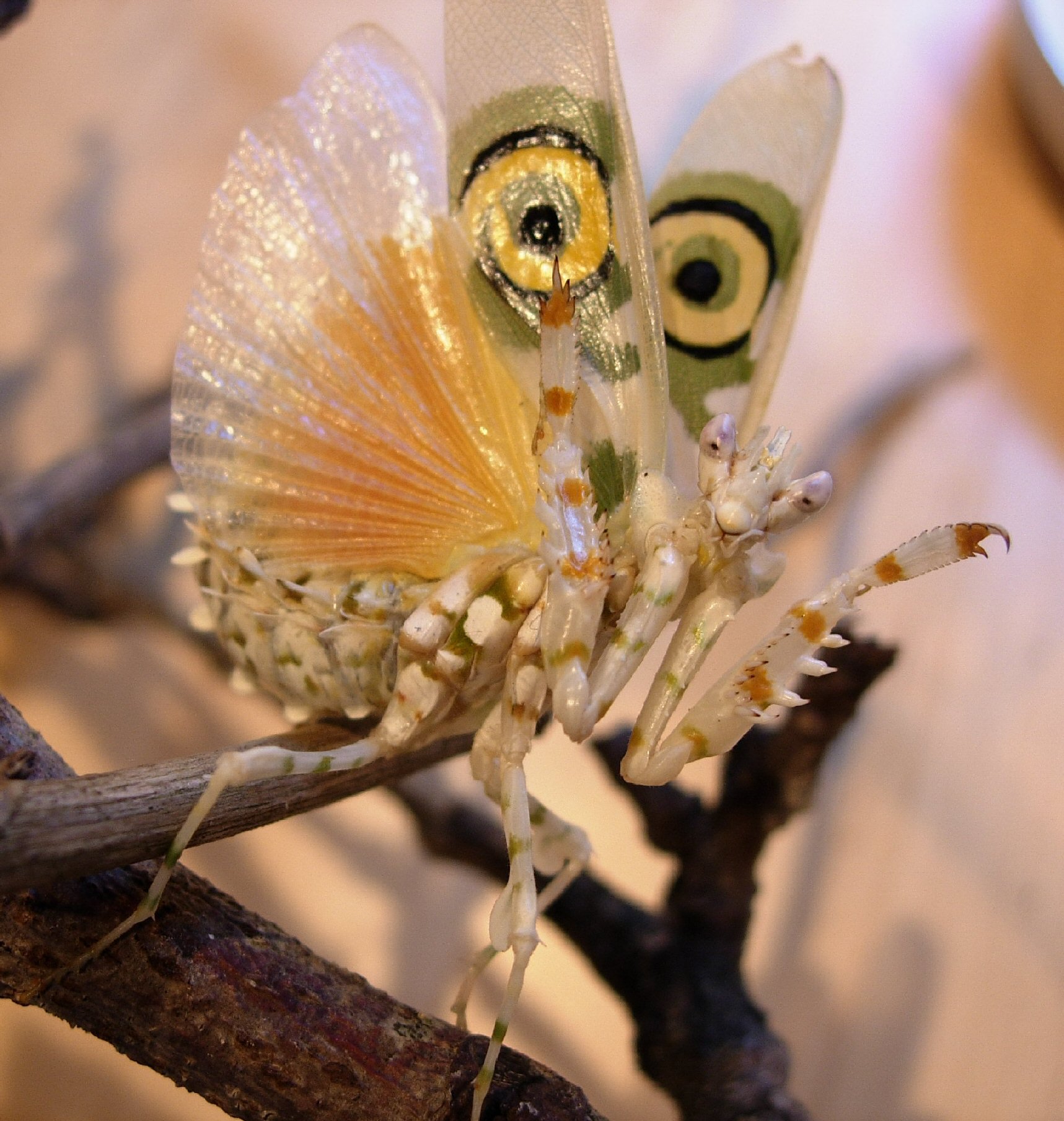 Pseudocreobotra Wahlbergii Spiny Flower Mantis