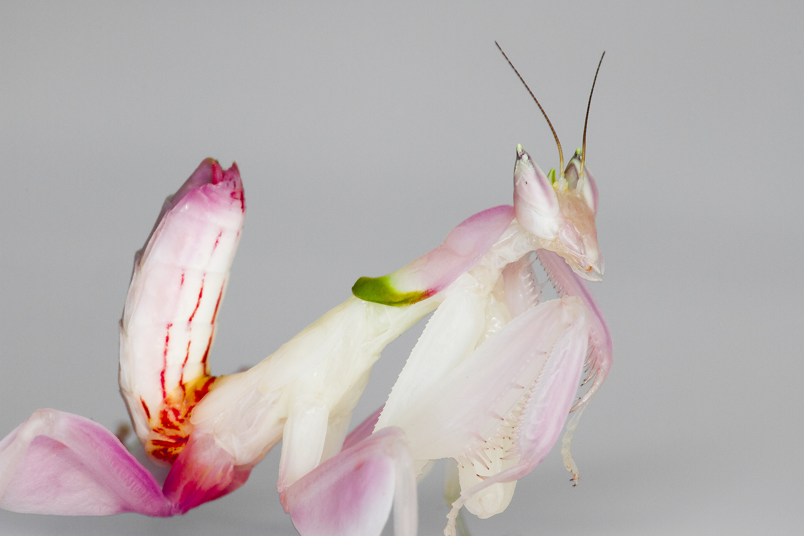 Insectstore - Buy Orchid Praying Mantis, Ootheca & Live Insects