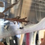 acanthops praying mantis peru ootheca hatching